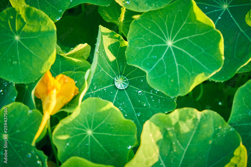 Drop of rain water in the middle of a green leaf Drop of rain water in the middle of a green leaf