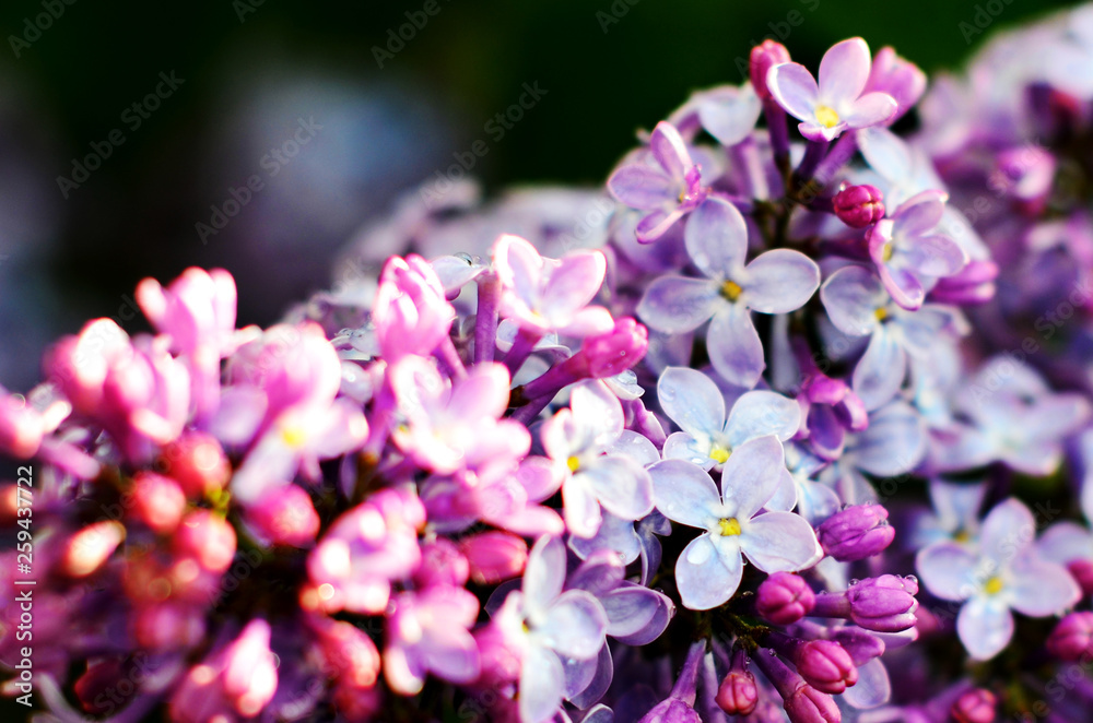 Macro view blooming lilac. Springtime landscape with bunch of violet flowers. Selective focus photo. Macro view blooming lilac. Springtime landscape with bunch of violet flowers. Selective focus photo.