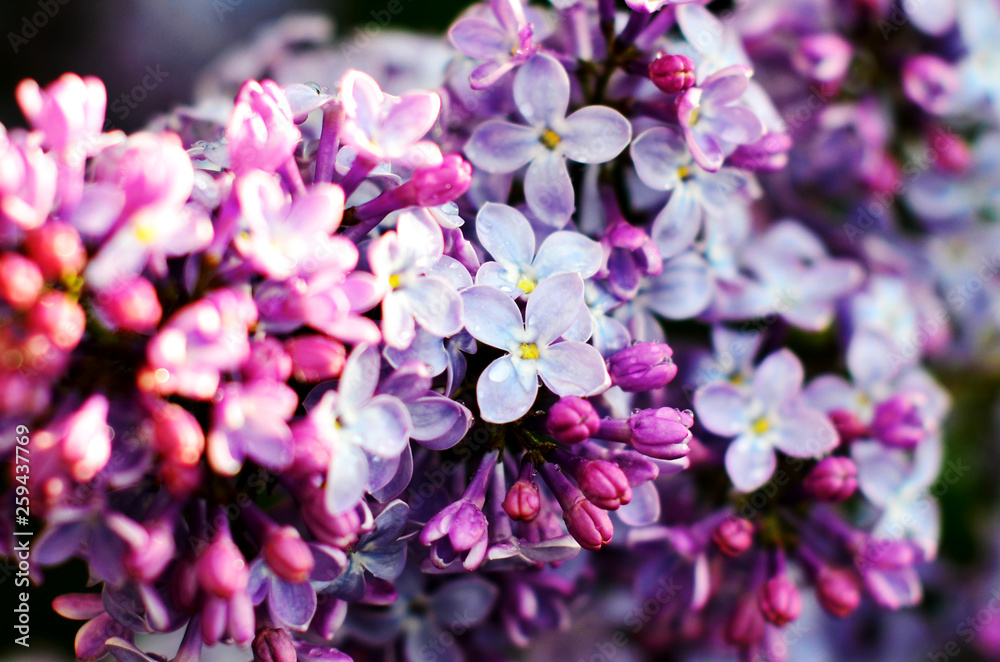 Macro view blooming lilac. Springtime landscape with bunch of violet flowers. Selective focus photo. Macro view blooming lilac. Springtime landscape with bunch of violet flowers. Selective focus photo.