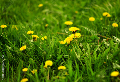 Summer landscape with meadow of dandelions flowers. Selective focus