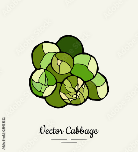 Brussels sprout cabbage hand drawn illustration. Isolated green cabbage sketch for hipster vegetarian poster, cooking school, restaurant menu, banner, logo, icon, food shop, harvest festival, sticker.