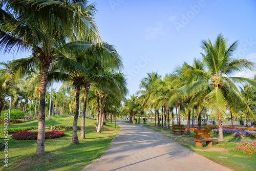 Fototapeta Naklejka Na Ścianę i Meble -  Palm garden and spring flower in the park pathway with palm tree growing and blue sky