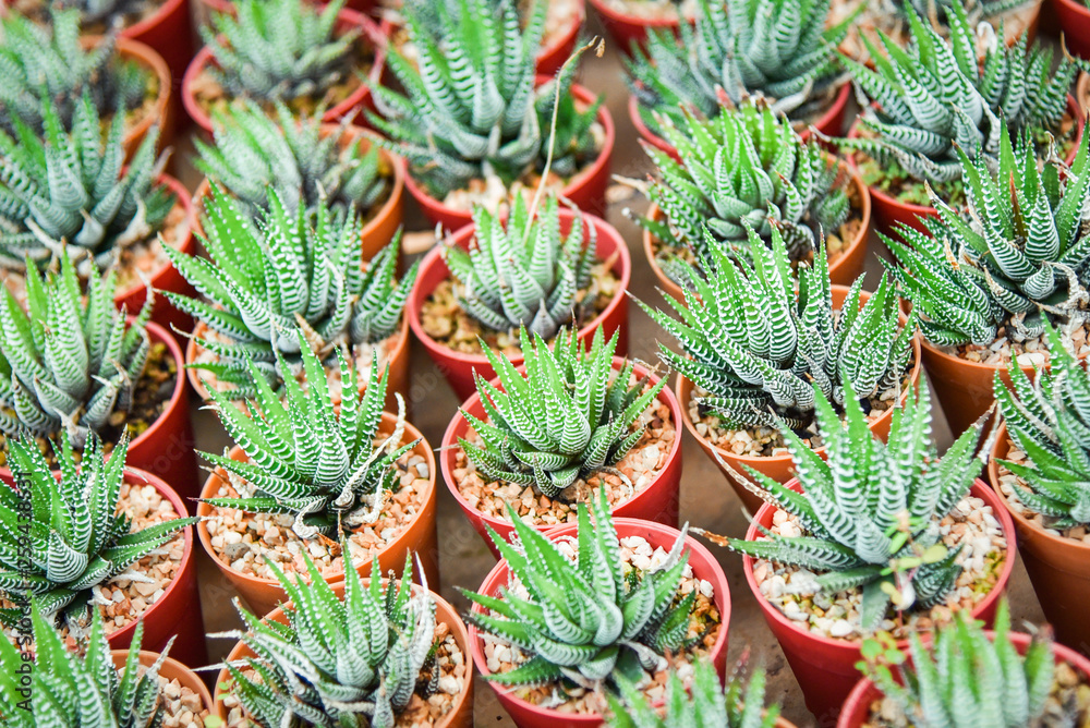 Obraz premium Succulent plants in pots in the garden nursery cactus farm agriculture greenhouse