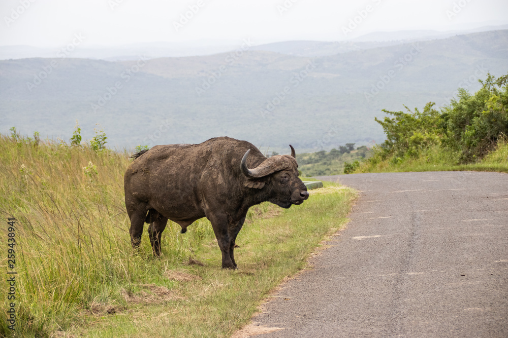 african buffalo, cape buffalo, syncerus caffer, Kruger national park, South Africa african buffalo, cape buffalo, syncerus caffer, Kruger national park, South Africa
