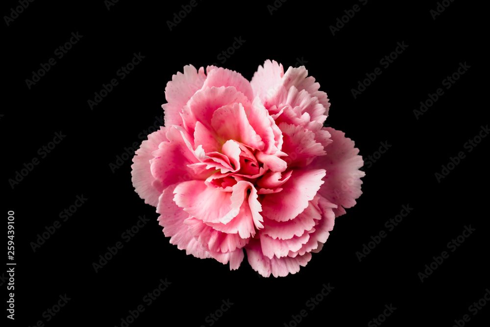 top and close up view of carnation on black top and close up view of carnation on black