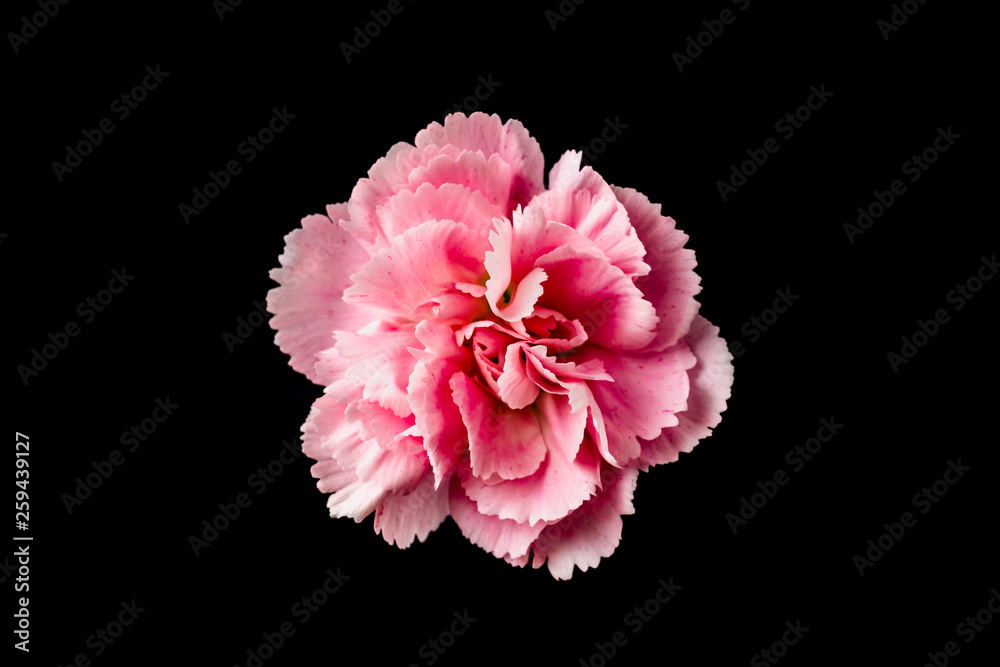 top and close up view of carnation on black top and close up view of carnation on black