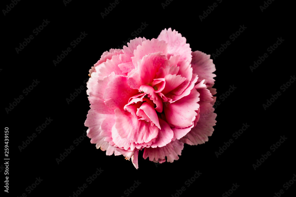 top and close up view of carnation on black top and close up view of carnation on black