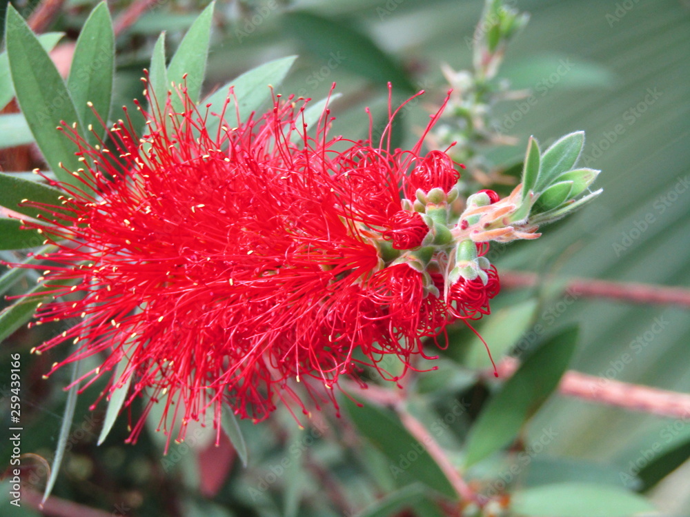 FLOR ROJA CON PUNTAS, rojo, flor, naturaleza, verde, huerta, flora, rosa, florecer, floral, macro, FLOR ROJA CON PUNTAS, rojo, flor, naturaleza, verde, huerta, flora, rosa, florecer, floral, macro,