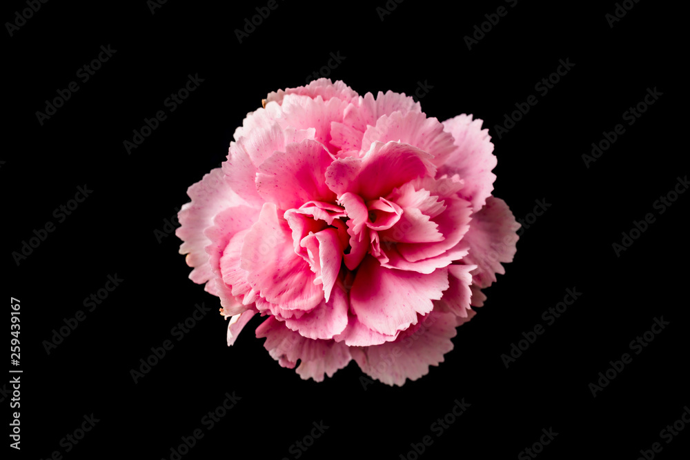 top and close up view of carnation on black top and close up view of carnation on black