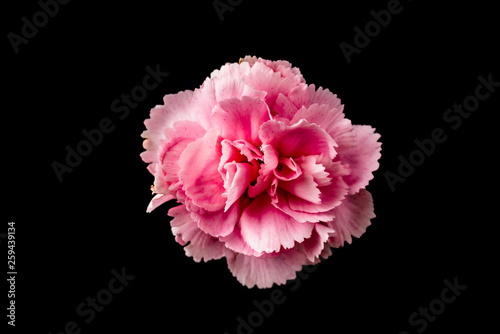top and close up view of carnation on black