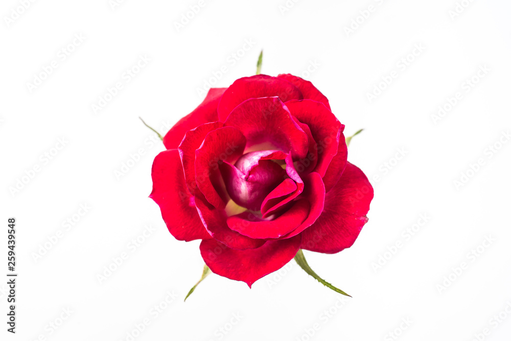 top and close up view of red rose on pink top and close up view of red rose on pink