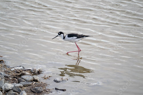 A black-necked stilt bird fishes for food, walking in the water of the Salton Sea of California