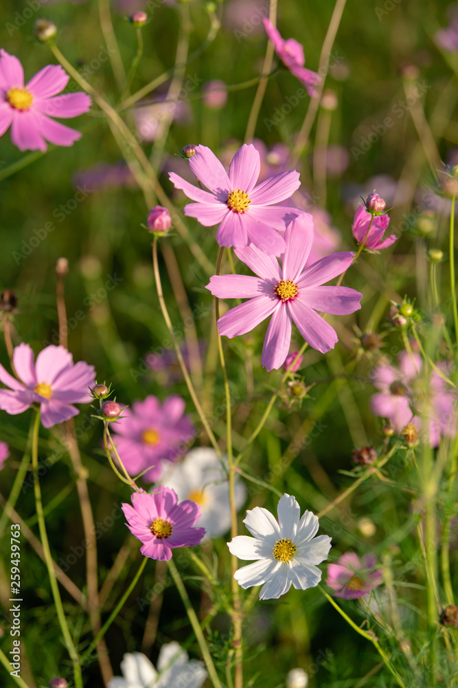 Cosmos flowers in the sunlight.