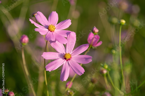 Cosmos flowers in the sunlight.