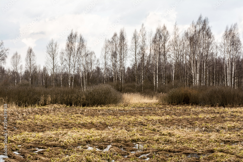 Landscape of marshland with a leaf bare tree silhouetted against a cloudy blue sky. Dead marsh grasses, water with reflection & forest in the distance. Landscape of marshland with a leaf bare tree silhouetted against a cloudy blue sky. Dead marsh grasses, water with reflection & forest in the distance.