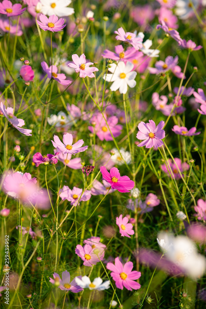 A field of cosmos flowers