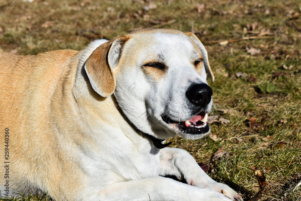 Happy dog in the sun
