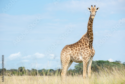 Giraffe looking at the camera