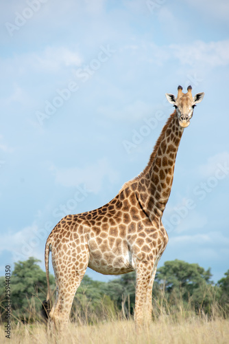 Portrait of a Giraffe looking at the camera