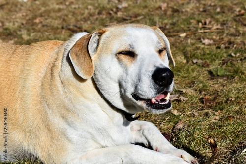 Happy dog in the sun