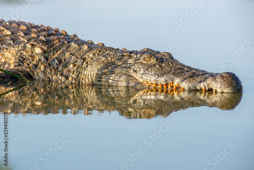 Close-up of crocodile with yellow teeth