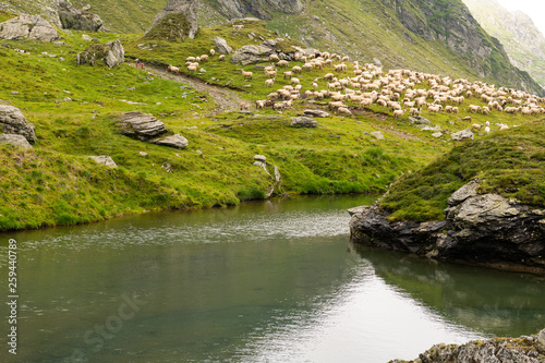 Flock of Sheep on top of Mountain Range