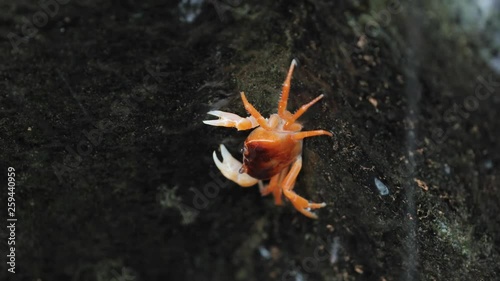 Japanese Freshwater Crab photo