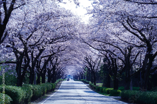 桜の花が満開となってトンネルとなった春の道路