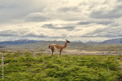 Patagonian Guanaco