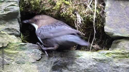 Wasseramsel, White-throated Dipper (Cinclus cinclus) photo