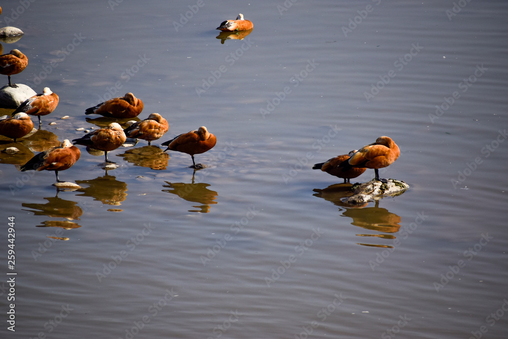 Close up of migratory birds sleeping on pebbles on a river lake water body in India - obrazy, fototapety, plakaty 
