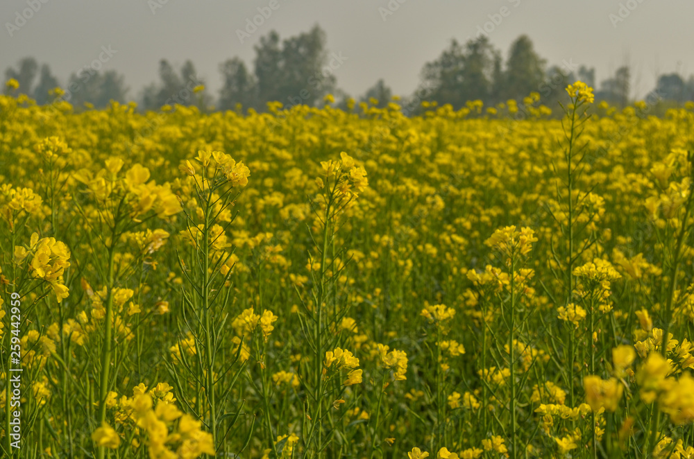 Closeup of glowing organic mustard plants fields in a field farm in Indian north indian villages. Yellow mustard plants look beautiful against the setting sun and make for an interesting background Closeup of glowing organic mustard plants fields in a field farm in Indian north indian villages. Yellow mustard plants look beautiful against the setting sun and make for an interesting background