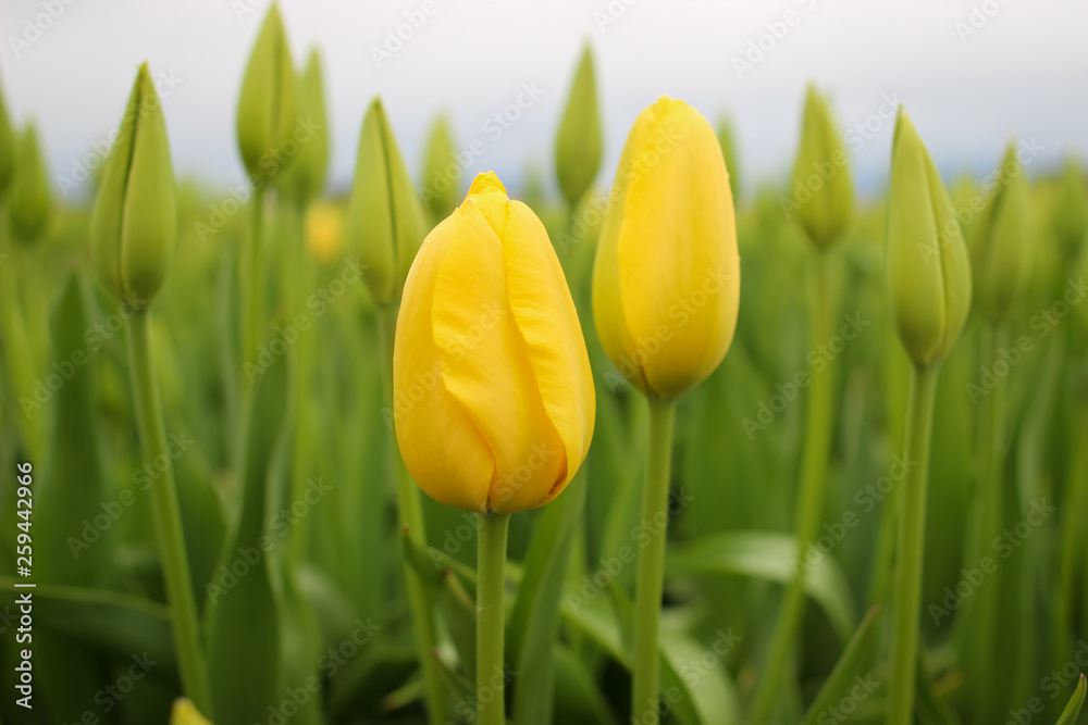 Tulips