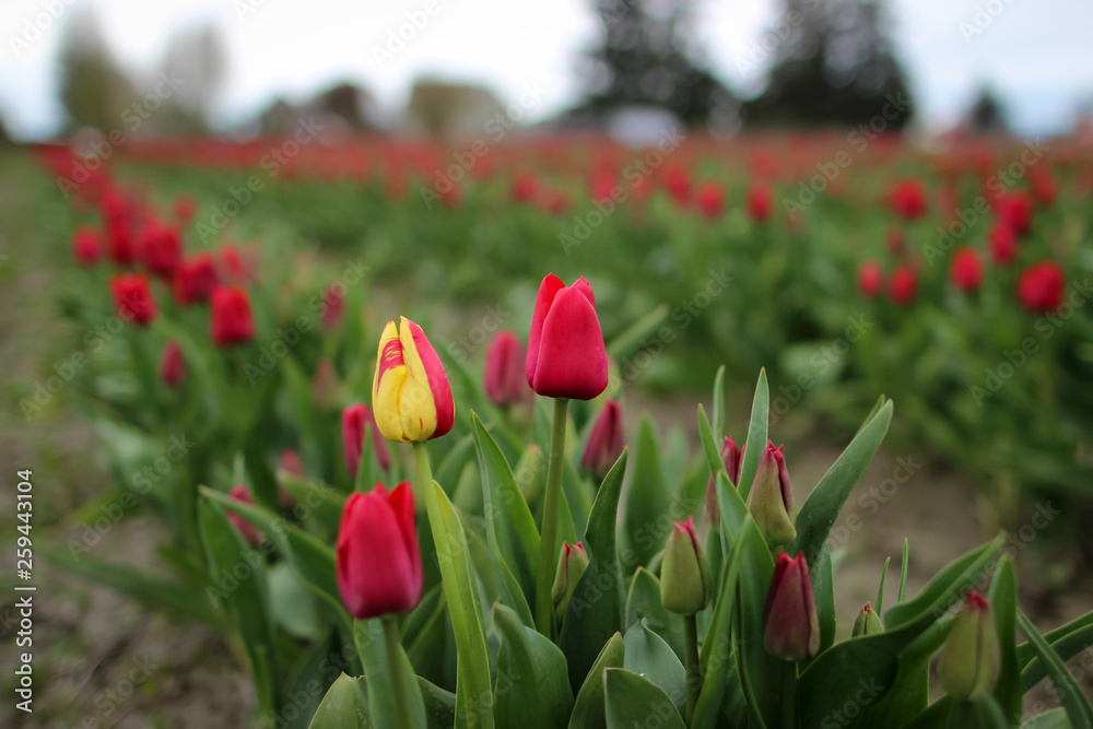 Tulips Tulips