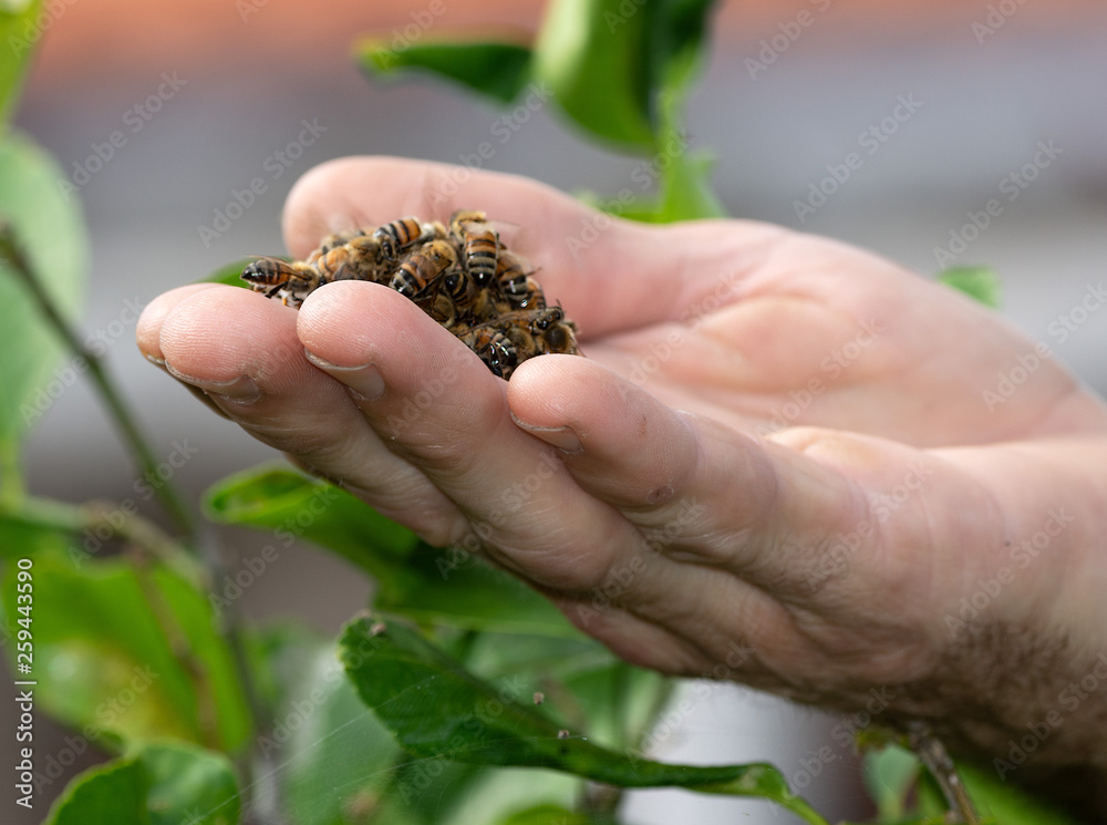 Bare male open hand is holding a small pile of live honey bees against a blurred background of green leaves. Bare male open hand is holding a small pile of live honey bees against a blurred background of green leaves.