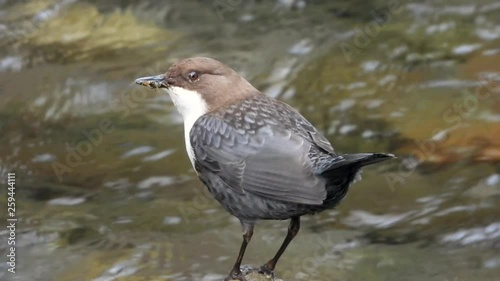 Wasseramsel, White-throated Dipper (Cinclus cinclus) photo