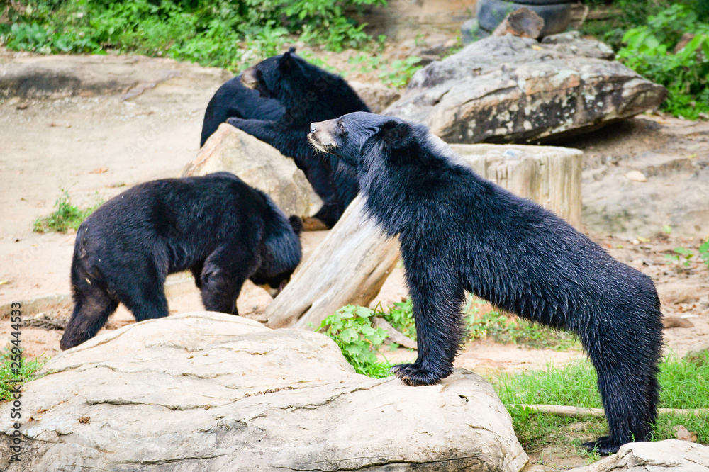Asiatic black bear life near the water pool in the national park