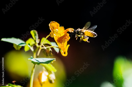 Honey bee flying near jewelweed wildflower  will full pollen sacs on black background photo