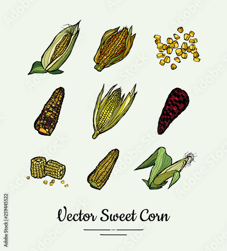 Sweet corn, corncobs, maize isolated groceries vector set. Fresh food line hand drawn illustration. Sweet corn yellow sketch isolated vegetables, vegetarian poster, label, logo, icon, sticker template