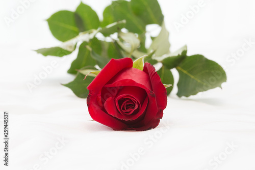 A red rose on white background