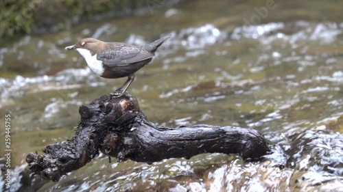 Wasseramsel, White-throated Dipper (Cinclus cinclus) photo