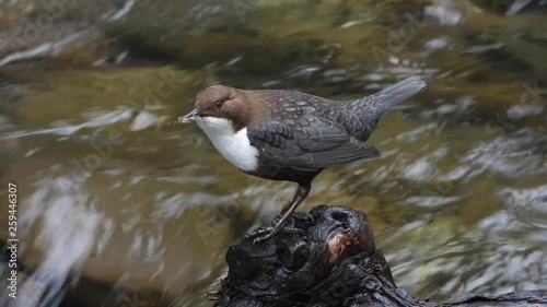 Wasseramsel, White-throated Dipper (Cinclus cinclus) photo