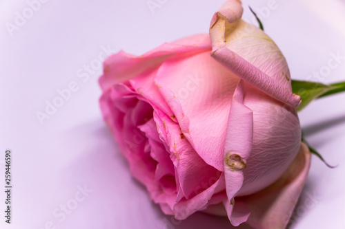 Wallpaper Mural Closeup Photo of the pink rose on white background. The photo of beautiful flower. Torontodigital.ca