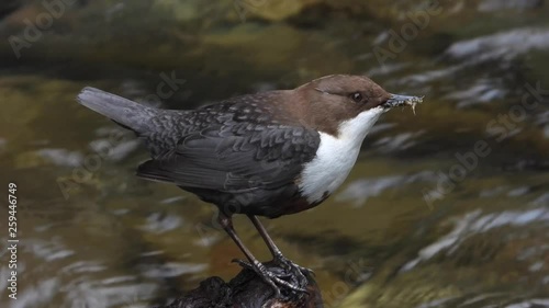 Wasseramsel, White-throated Dipper (Cinclus cinclus) photo