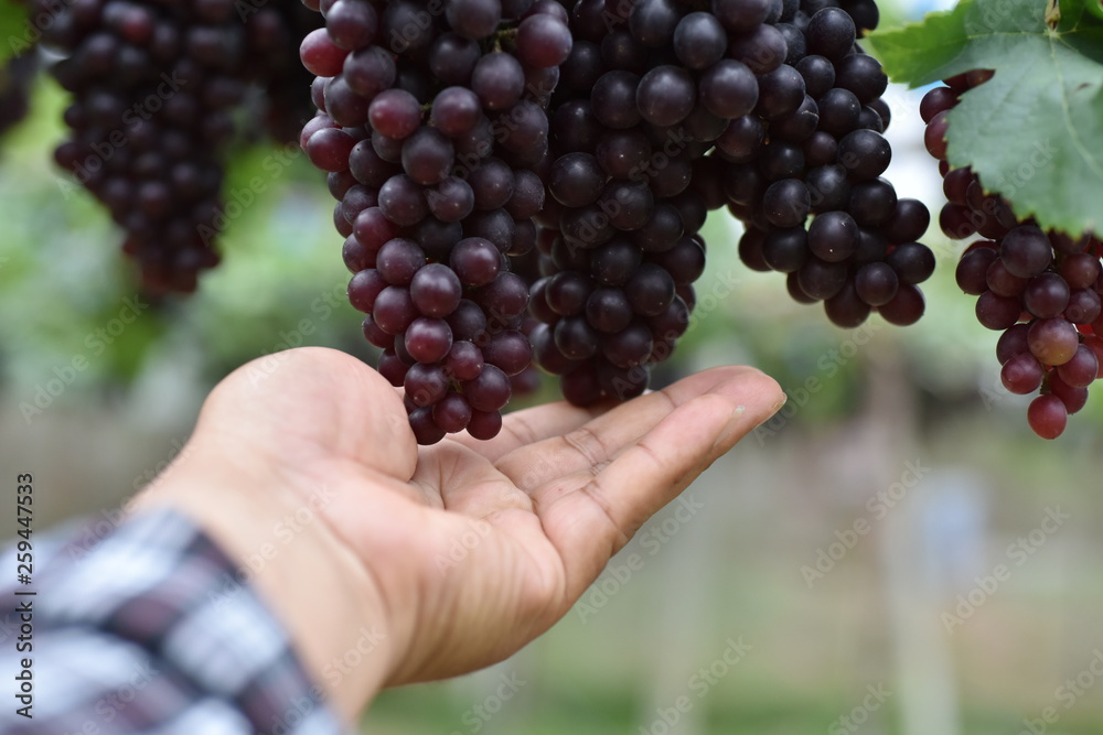 The fresh grapes on the farm are trees and fruit leaves from the vineyard near my house.