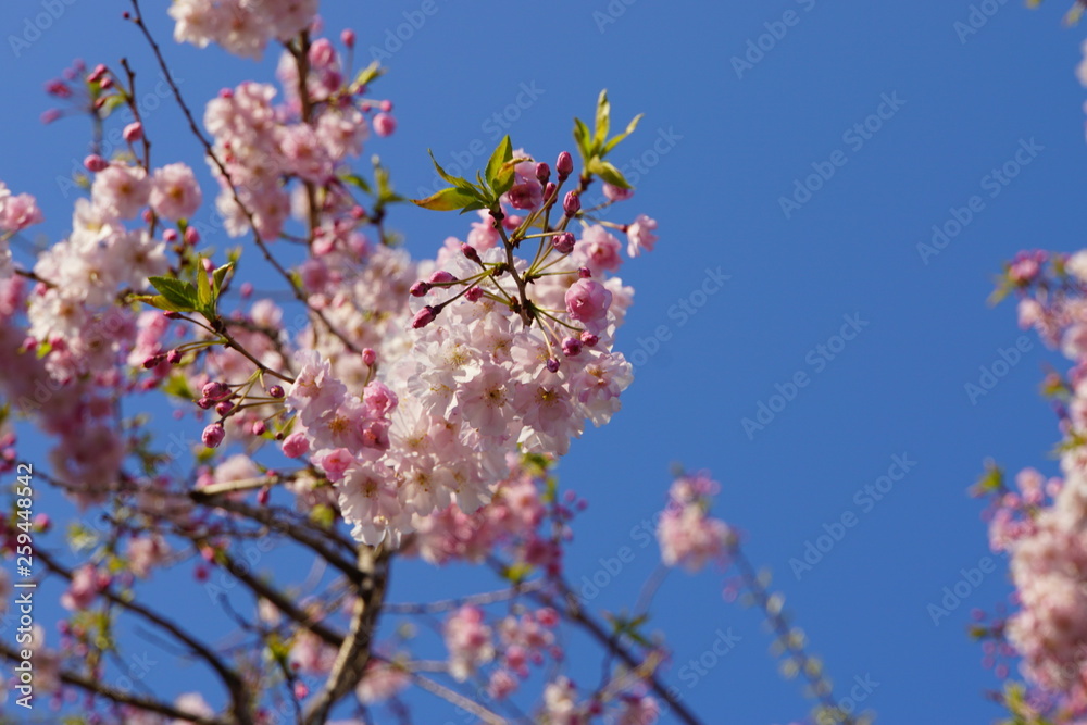 桜 桜