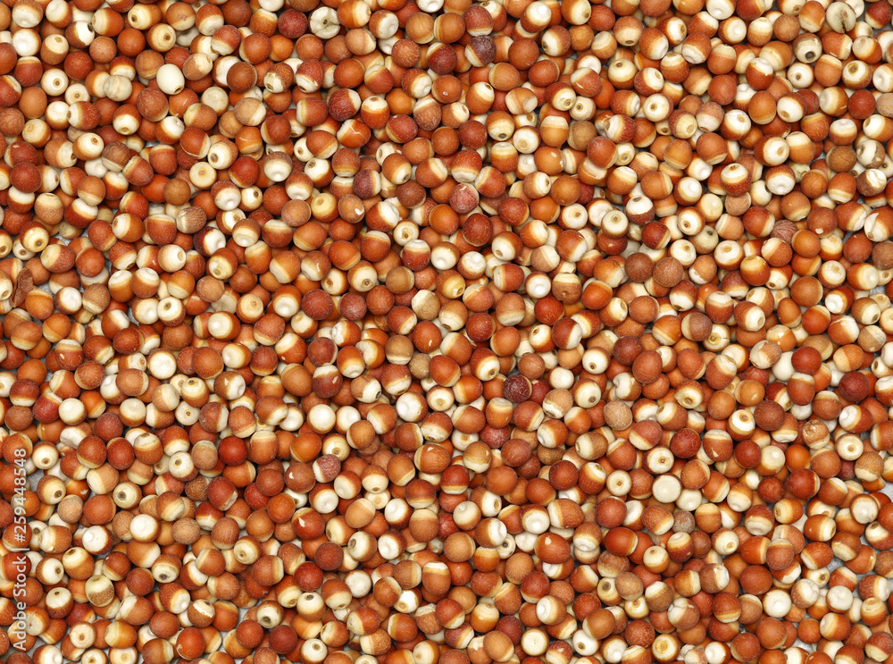 (Euryale ferox Salisb)Water lily seed Isolated on the white background (Euryale ferox Salisb)Water lily seed Isolated on the white background