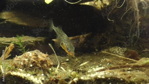 Dreistachliger Stichling,  three-spined stickleback (Gasterosteus aculeatus) beim Nestbau