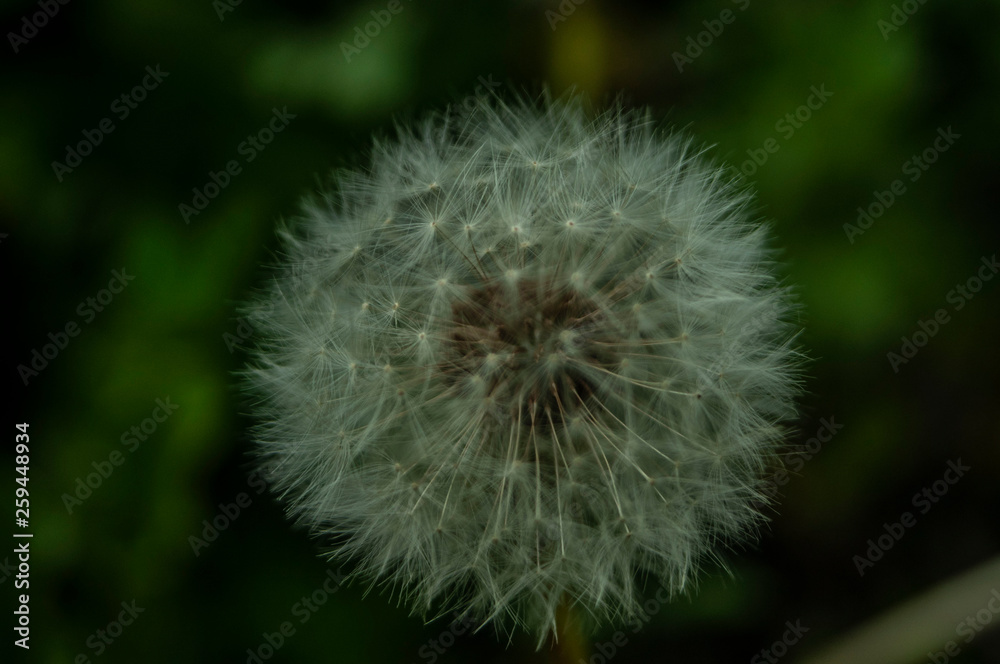 dandelion on green background of blue sky dandelion on green background of blue sky