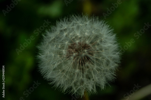 dandelion on green background of blue sky